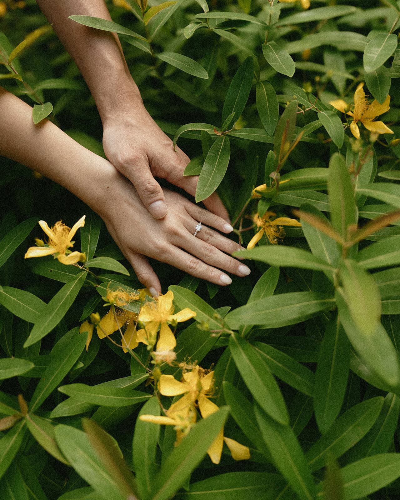 The engagement ring among yellow blossoms